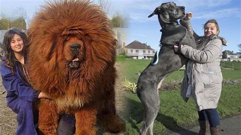 8 Of The Biggest Dog Breeds In The World Enormous Dog Breeds In 2020