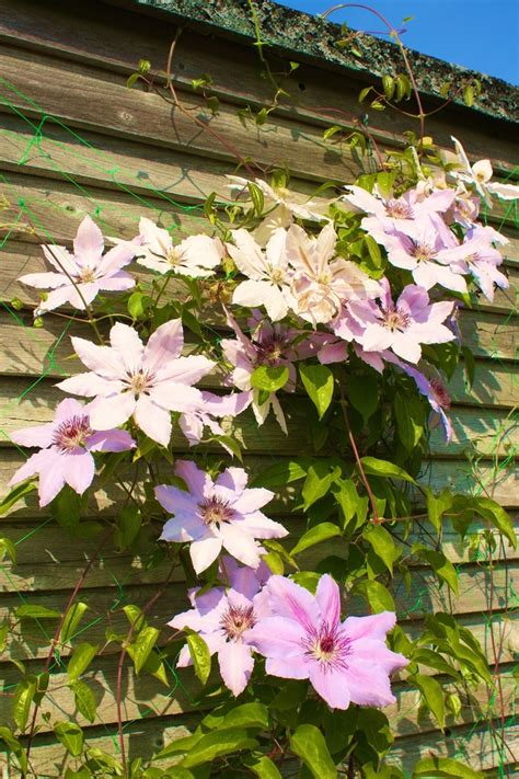 Maybe you would like to learn more about one of these? pink clematis ♥ | Plant varieties I also grow | Pinterest