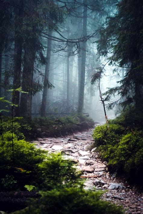 40 Fascinating Photographs Of Forest Paths To Another