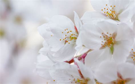 Fond D Cran Blanc Fleurs Branche P Tales Fleur De Cerisier