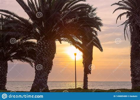 Palm Trees And Bright Sky With Beautiful Sunset Stock