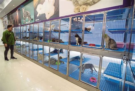 Shah Alam Pet Store Fed Up Over Allegations Of Animal Abuse New