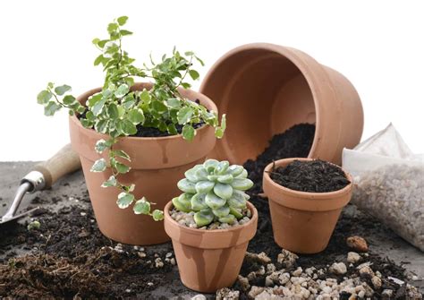 Potting Indoor Plants Your Guide From Lifestyle To Successfully Pot Up