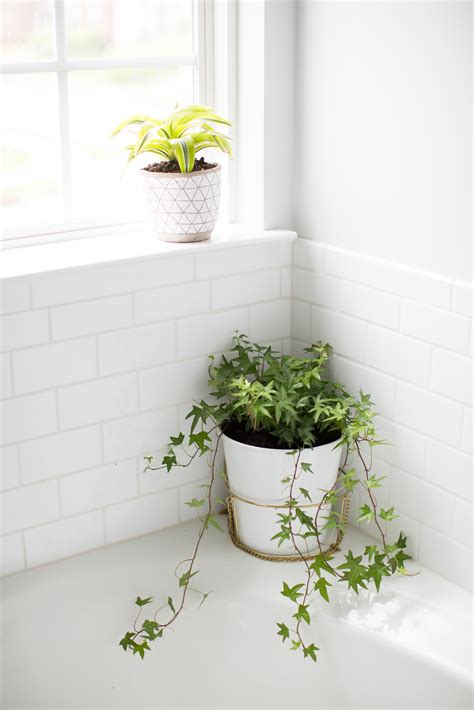 10 Best Plants For The Bathroom Hello Nest
