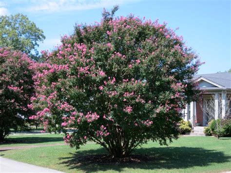 One common focal point is an ornamental or flowering tree. Top Trees for Your Front Yard - Landscaping Network
