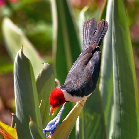 Hawaiʻi Birding Trails Yellow Billed Cardinal