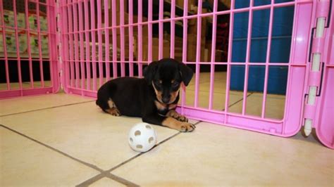 Fantastic Red Black And Tan Miniature Pinscher Puppies For