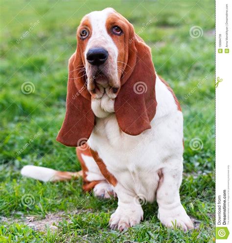 Basset Hound On The Grass In Park Stock Image Image Of Brown Black 106984739