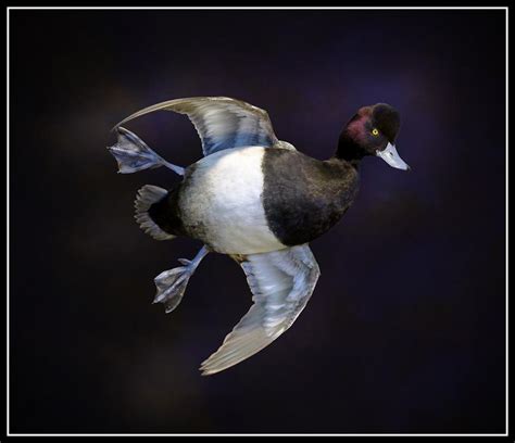 Flying Blue Bill Bird Taxidermy Waterfowl Taxidermy Duck Species