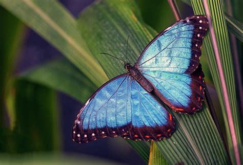 Beautiful Blue Morpho Butterfly Photograph By Jon Jones Fine Art America