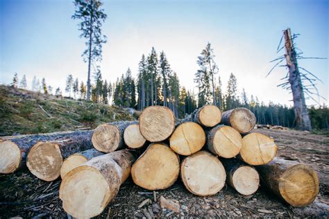 Understanding Sustainable Wood Certifications Mother Earth News