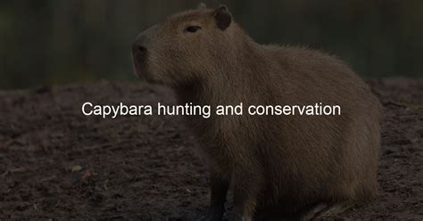 Capybara Hunting And Conservation Capybara Lovers