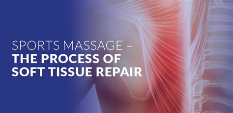 Sports Massage The Process Of Soft Tissue Repair The Acute And Sub Acute Phases Cms Fitness