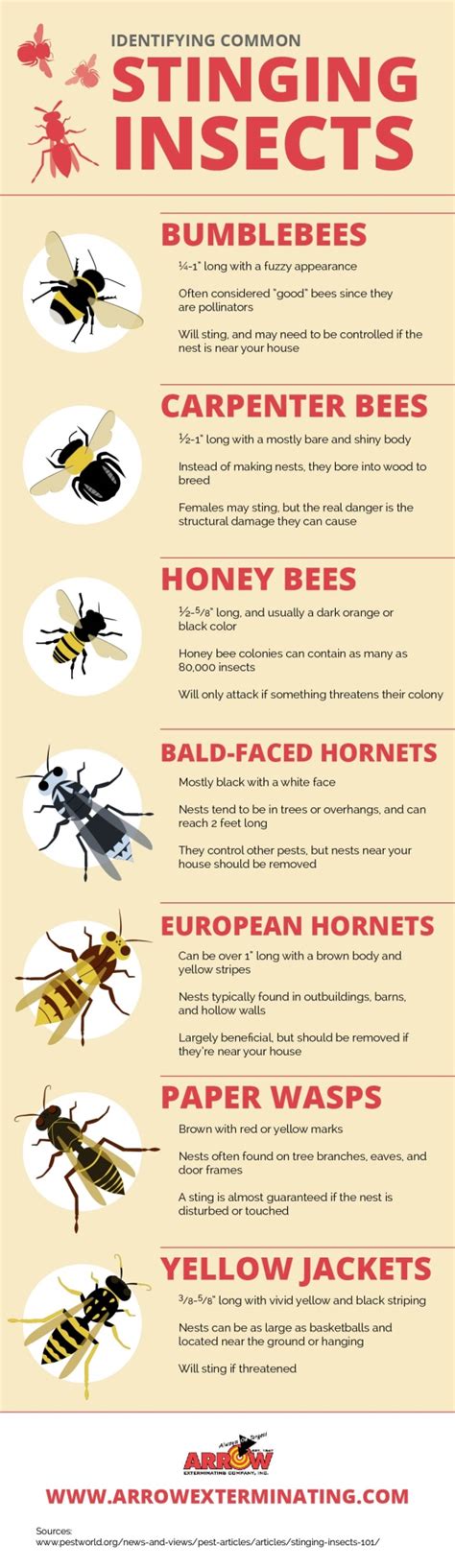 stinging insects come in many shapes and sizes click over to this infographic from a pest
