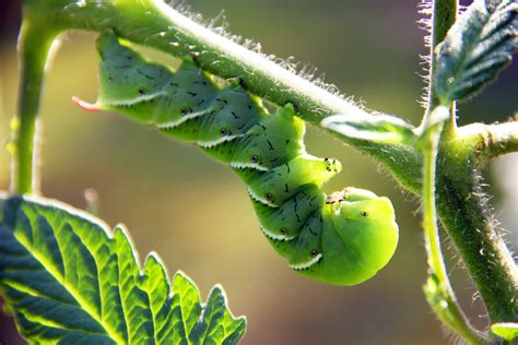 How To Identify And Prevent Hornworms In Your Tomato Garden Jobe S