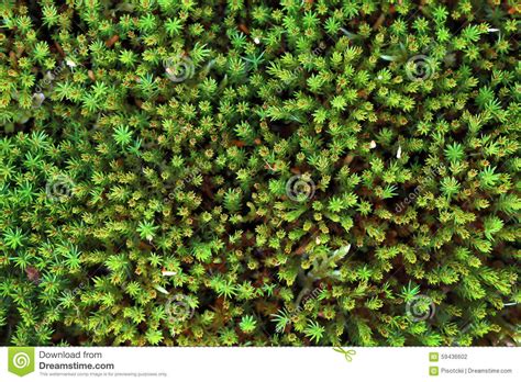 Polytrichum Commune Stock Photo Image Of Color Green 59436602