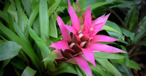 Bromeliads 101 Everything You Should Know About Growing And Caring