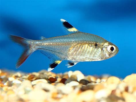 X Ray Tetra Tropical Fish Pictures Tetra Fish Tropical Fish Aquarium