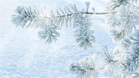 Fresh Snow On Pine Hd Desktop Wallpaper Widescreen High Definition