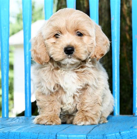 One year health guarantee with this handsome little xxxxxxxxxx.xxxe see today.great with kids and other pets.mom is a bichon. Puppies for Sale | Cockapoo puppies, Puppies, Cockapoo ...