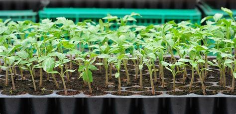 Seedlings Trays In Nigeria Buy Here Veggie Concept