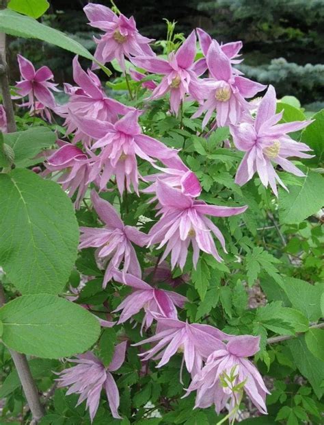 Check spelling or type a new query. Clematis: 30 Varieties Of Clematis, Growing and Care For ...