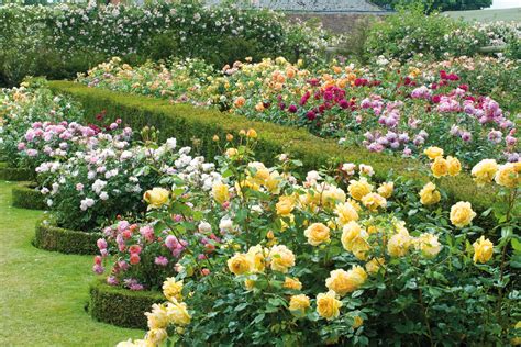 English Roses In The House And Garden David Austins The English Roses