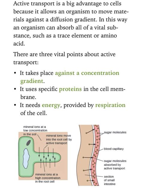 This allows more active transport of mineral ions to take place so the plant is able to take in as many important mineral ions as possible e.g. Active transport in root hair cells & the small intestine ...
