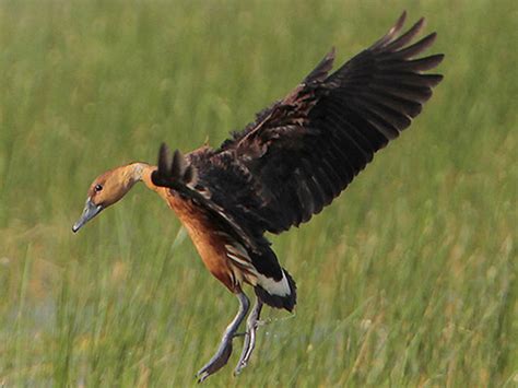 Fulvous Whistling Duck Id Facts Diet Habit And More Birdzilla