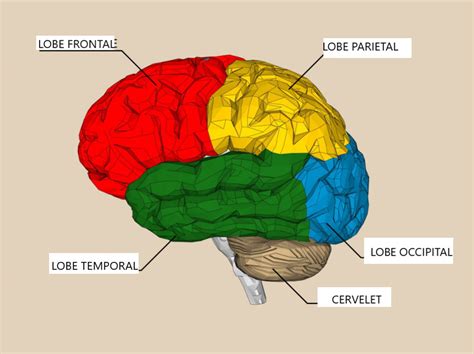 le cerveau cerveau humain corps humain anatomie du cerveau images and photos finder
