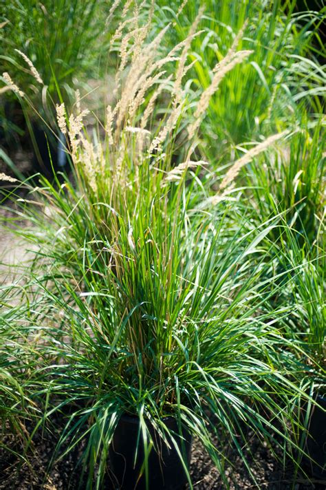 Grass Karl Foersters Feather Reed For Sale In Boulder