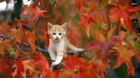 Fall Animals Wallpapers Wallpaper Cave