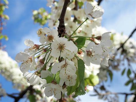 White Spring Cherry Blossom Photograph By Philip Openshaw