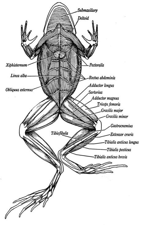 Entire pdf audio file in real media. Afficher l'image d'origine | Anatomy drawing, Anatomy art ...