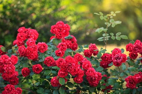 12 Interesting Facts About Roses That Will Blow Your Mind