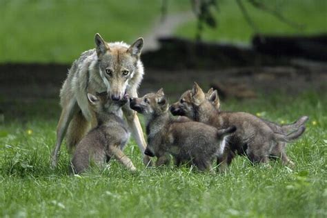 European Grey Wolf Cubs Begging For Food From Female Print 1445957