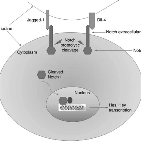 Mechanism Of Notch Pathway Signaling Membrane Bound Ligands Belonging