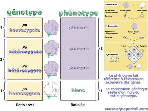 Phénotype Hétérozygote Définition Illustrée Et Explications