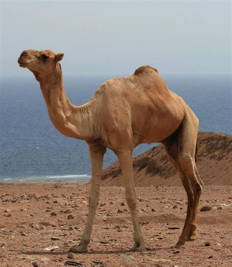 Humans can only survive a short amount of time without water because the body needs it for almost every process, including this itself can lead to unconsciousness or death. Beautiful Sahara Desert Animals You Dont Know -StoryTimes