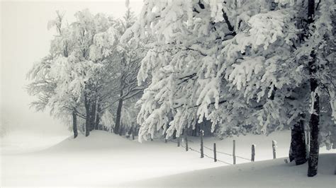Free Download Snowy Trees Wallpaper 11605 1920x1080 For Your Desktop