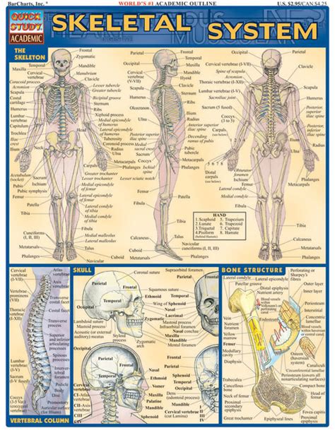Quickstudy Skeletal System Laminated Study Guide 9781572224957