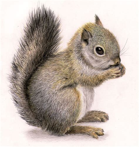 A Drawing Of A Squirrel Sitting On Its Hind Legs And Looking At The Camera With One Eye Open
