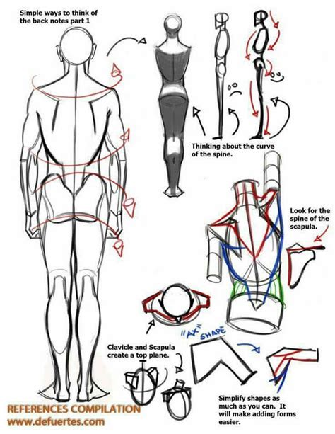 Pin By Max Max On Anatomy Tutos Anatomy Reference Human Anatomy