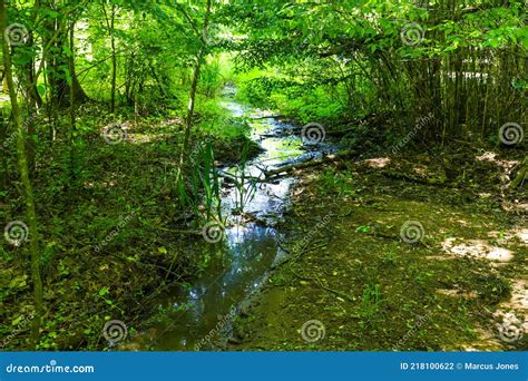 A Small Creek In The Forest Surrounded By Lush Green Trees And Plants
