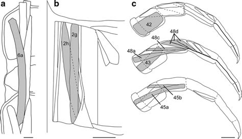 Schematic Diagrams Of The Muscles Where Neuromuscular Junctions Were