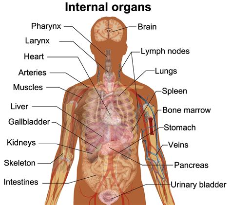 Chart Of Human Organs