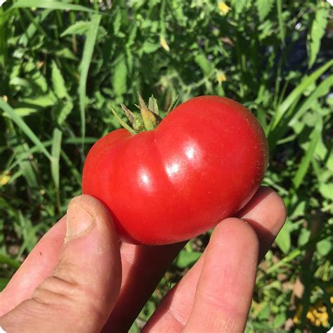 Sasha Altaï Slicer Tomato Seeds Heirloom Untreated Non Gmo From Canada