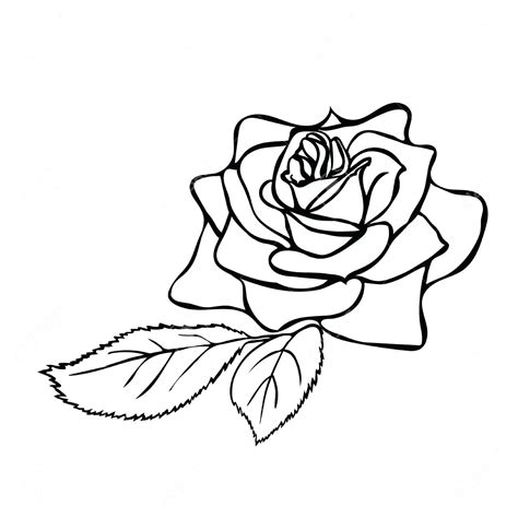 Rose Line Drawing Free Download On Clipartmag