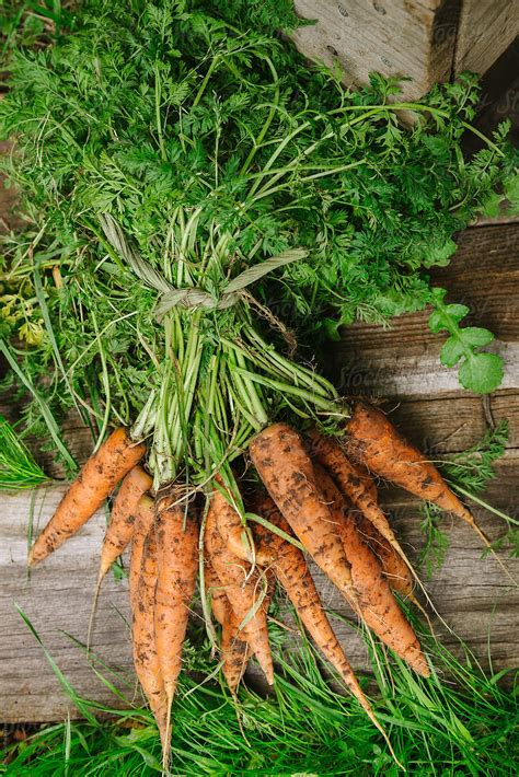 Carrots By Stocksy Contributor Gillian Vann Stocksy