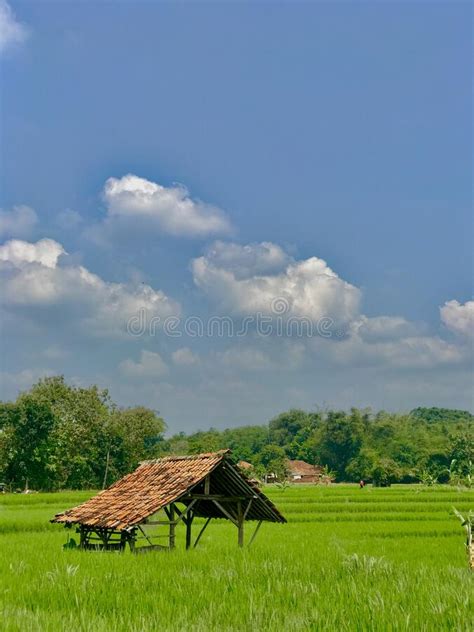 Background Sawah Padi 56 Koleksi Gambar